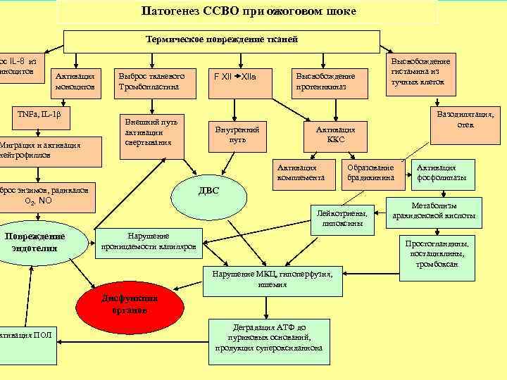 Патогенез ССВО при ожоговом шоке Термическое повреждение тканей ос IL-8 из иноцитов Активация моноцитов