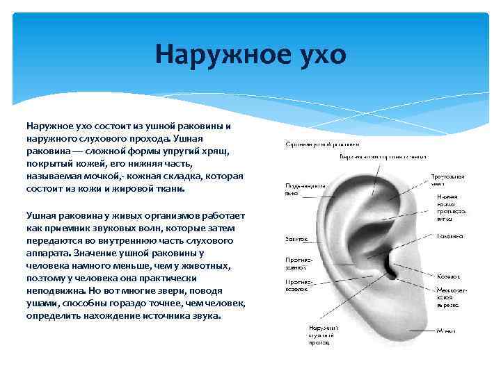 У каких животных есть ушная раковина. Строение наружного уха анатомия уха. Строение наружной слуховой раковины. Строение уха человека хрящи. Строение наружного уха хрящ.