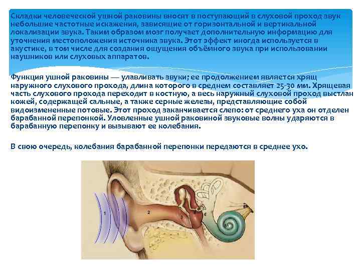 Складки человеческой ушной раковины вносят в поступающий в слуховой проход звук небольшие частотные искажения,