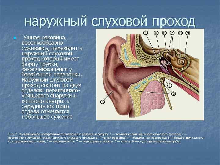 Особенность строения слухового прохода какую функцию. Строение наружного слухового прохода. Строение наружной слуховой раковины. Слуховой проход строение и функции. Наружный слуховой проход состав.