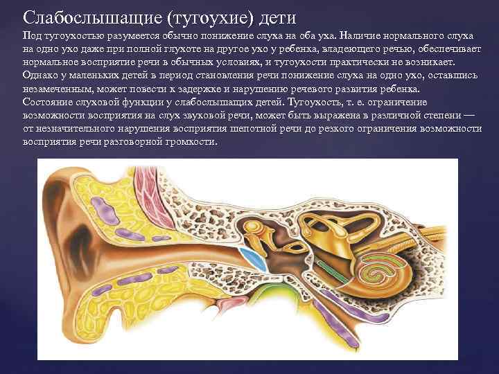 Слабослышащие (тугоухие) дети Под тугоухостью разумеется обычно понижение слуха на оба уха. Наличие нормального