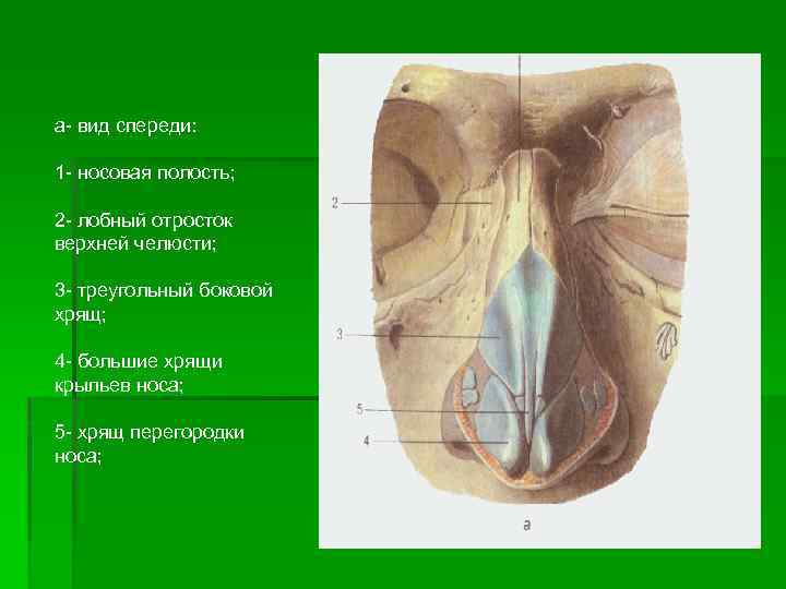 а- вид спереди: 1 - носовая полость; 2 - лобный отросток верхней челюсти; 3