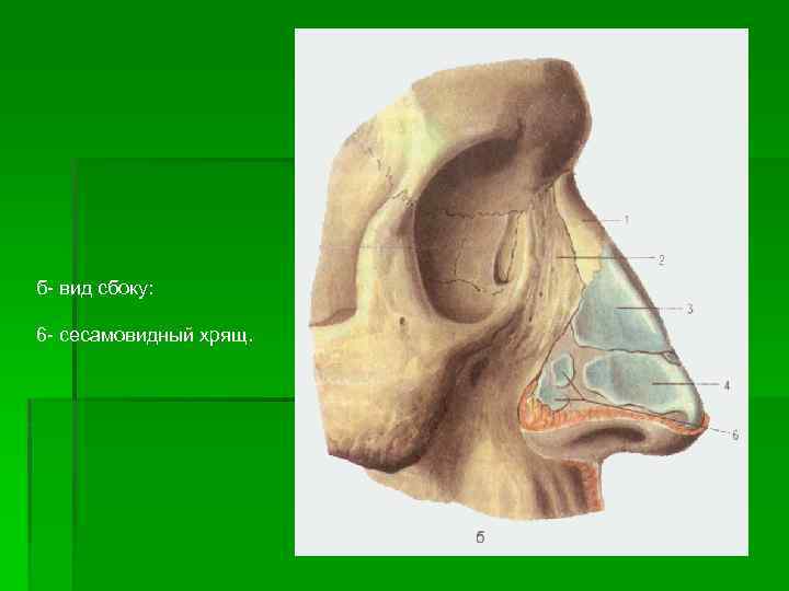 б- вид сбоку: 6 - сесамовидный хрящ. 