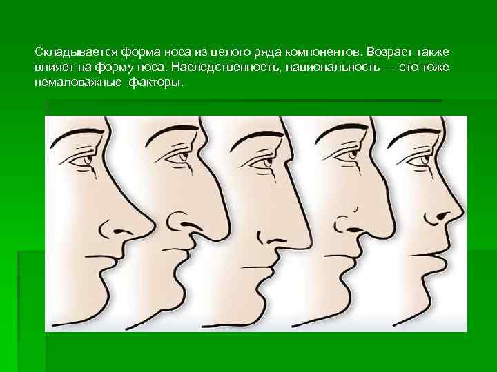 Складывается форма носа из целого ряда компонентов. Возраст также влияет на форму носа. Наследственность,