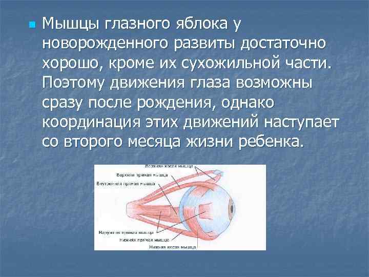n Мышцы глазного яблока у новорожденного развиты достаточно хорошо, кроме их сухожильной части. Поэтому
