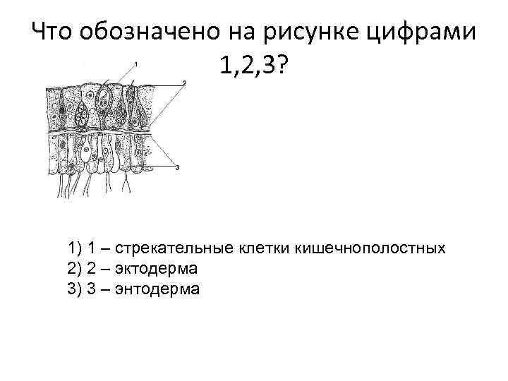 Что обозначено на рисунке цифрами 1, 2, 3? 1) 1 – стрекательные клетки кишечнополостных