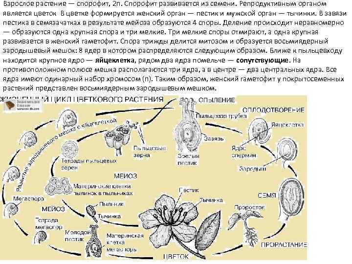 Взрослое растение — спорофит, 2 n. Спорофит развивается из семени. Репродуктивным органом является цветок