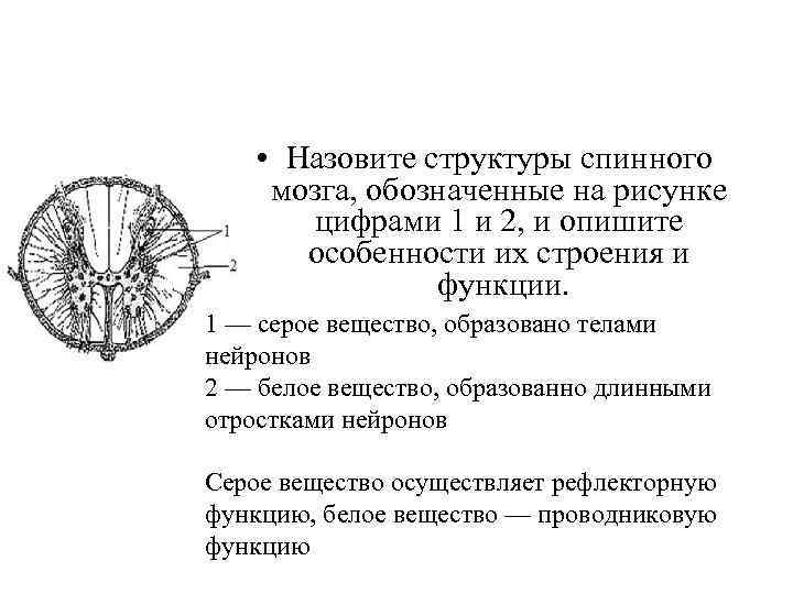  • Назовите структуры спинного мозга, обозначенные на рисунке цифрами 1 и 2, и