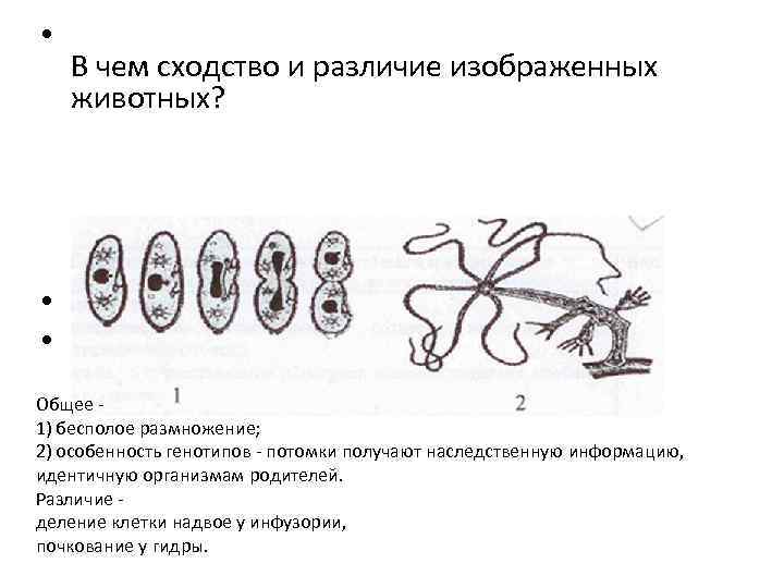 Рассмотрите явление изображенное на рисунке как ученые биологи называют это явление размножение