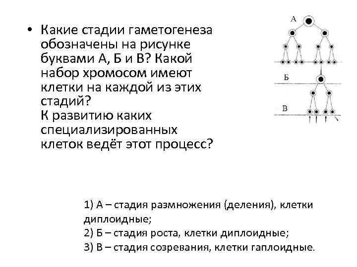 Каким номером на рисунке обозначена стадия