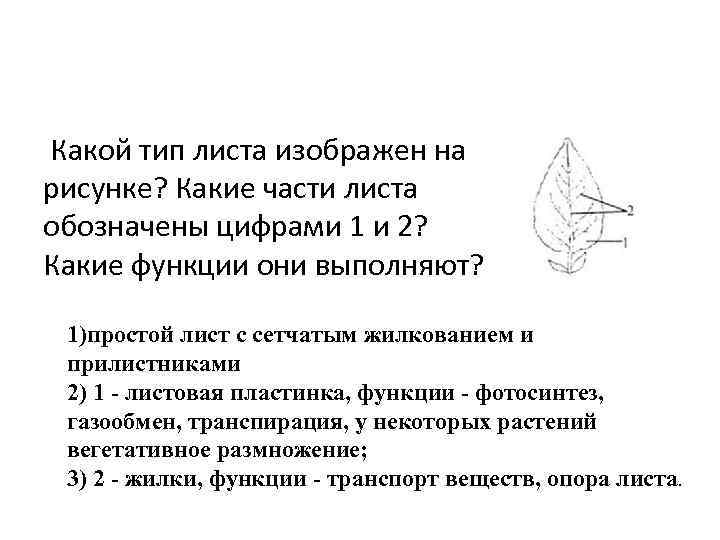  Какой тип листа изображен на рисунке? Какие части листа обозначены цифрами 1 и