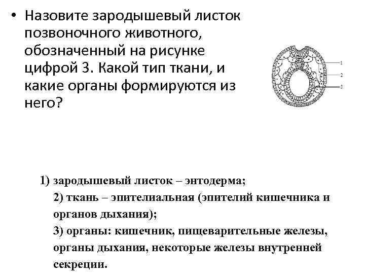  • Назовите зародышевый листок позвоночного животного, обозначенный на рисунке цифрой 3. Какой тип