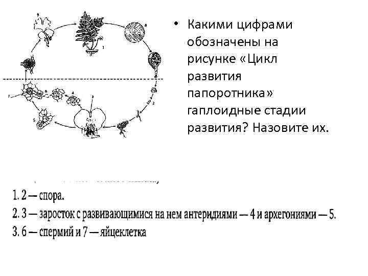 Последовательность стадий жизненного цикла папоротника орляка