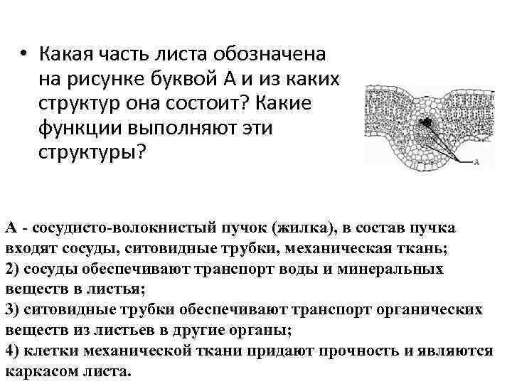 Какие структуры листа обозначены на рисунке цифрами 1 2 3 какие функции они выполняют