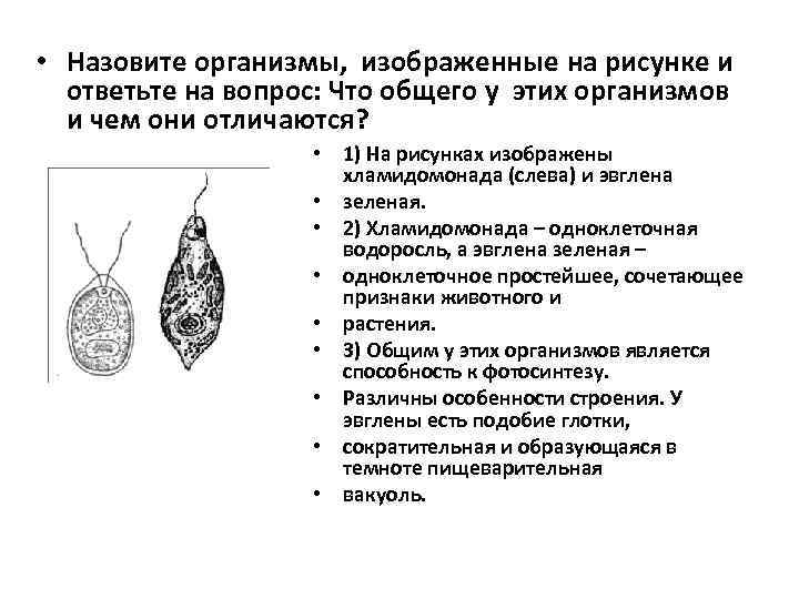  • Назовите организмы, изображенные на рисунке и ответьте на вопрос: Что общего у