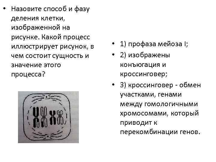  • Назовите способ и фазу деления клетки, изображенной на рисунке. Какой процесс иллюстрирует