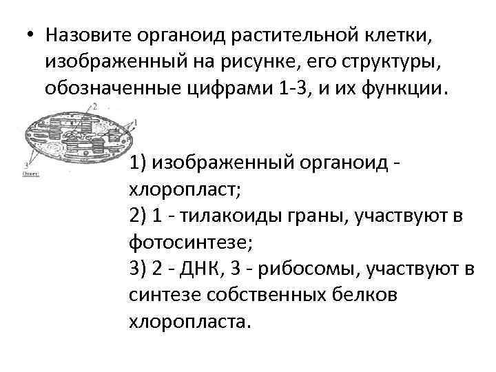 На рисунке изображена растительная клетка какую функцию выполняют органоиды клетки обозначенные