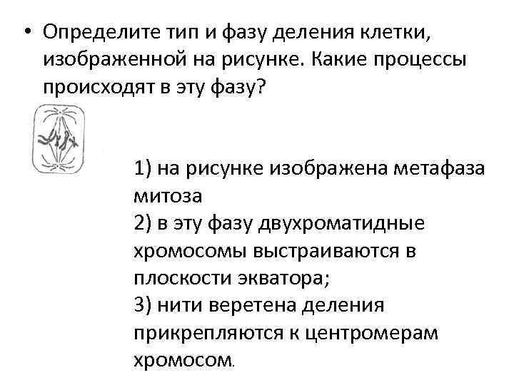 Назовите тип и фазу деления клеток изображенных на рисунках какие процессы они иллюстрируют