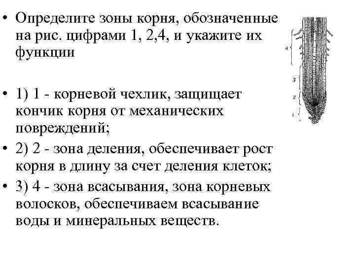  • Определите зоны корня, обозначенные на рис. цифрами 1, 2, 4, и укажите