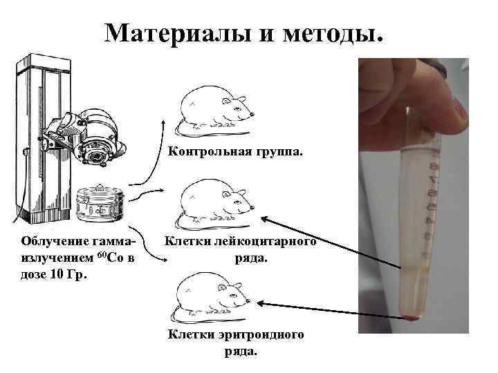 Материалы и методы. Контрольная группа. Облучение гаммаизлучением 60 Со в дозе 10 Гр. Клетки