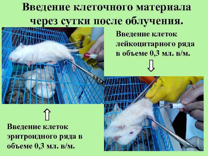 Введение клеточного материала через сутки после облучения. Введение клеток лейкоцитарного ряда в объеме 0,