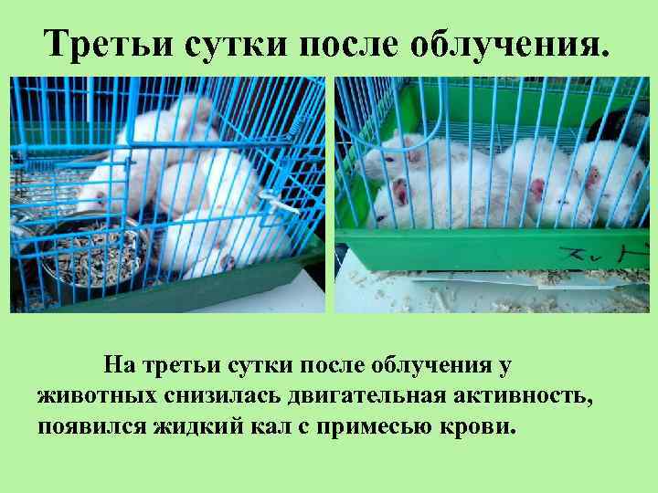 Третьи сутки после облучения. На третьи сутки после облучения у животных снизилась двигательная активность,