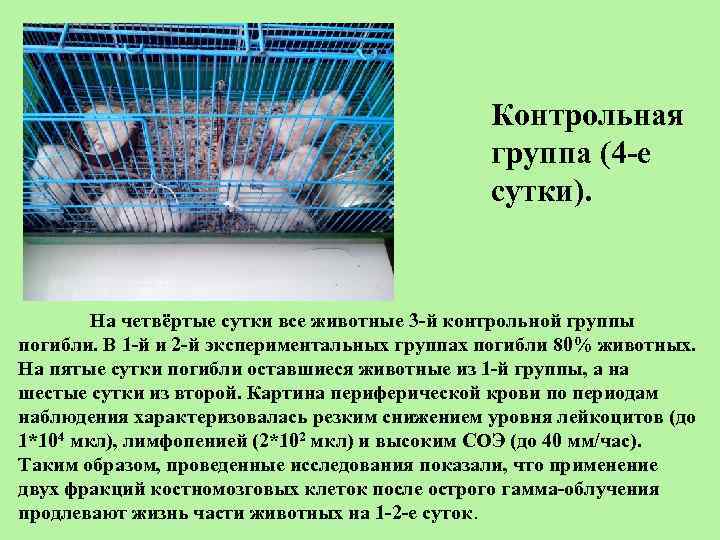 Контрольная группа (4 -е сутки). На четвёртые сутки все животные 3 -й контрольной группы