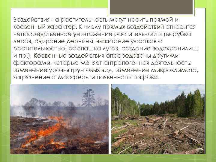 Воздействия на растительность могут носить прямой и косвенный характер. К числу прямых воздействий относится