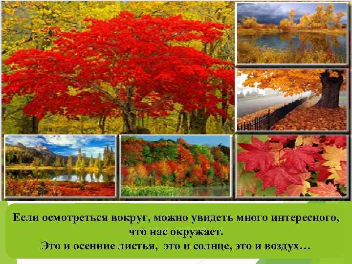 Если осмотреться вокруг, можно увидеть много интересного, что нас окружает. Это и осенние листья,