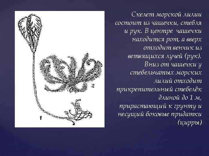 Скелет морской лилии состоит из чашечки, стебля и рук. В центре чашечки находится рот,