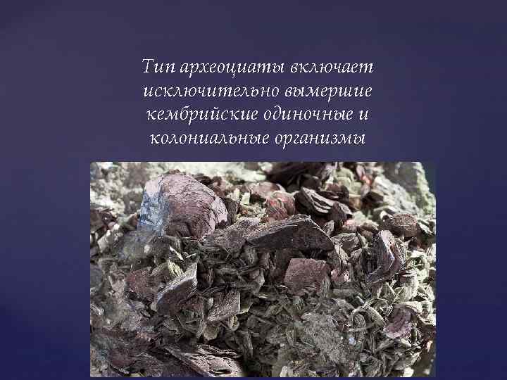 Тип археоциаты включает исключительно вымершие кембрийские одиночные и колониальные организмы 