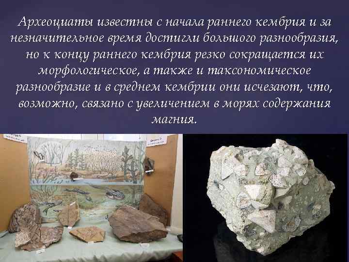 Археоциаты известны с начала раннего кембрия и за незначительное время достигли большого разнообразия, но