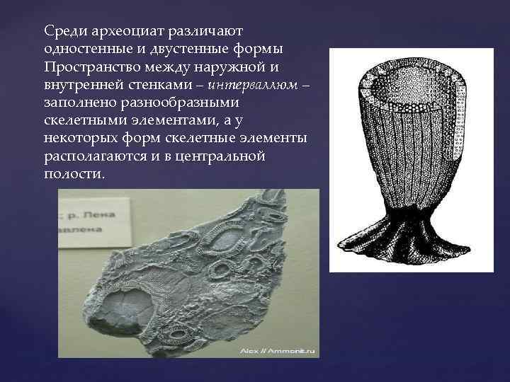 Среди археоциат различают одностенные и двустенные формы Пространство между наружной и внутренней стенками –