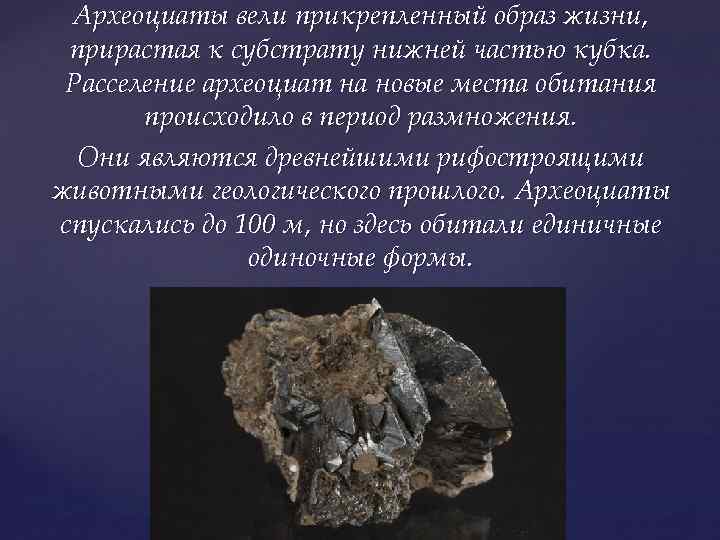 Археоциаты вели прикрепленный образ жизни, прирастая к субстрату нижней частью кубка. Расселение археоциат на