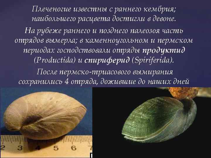 Плеченогие известны с раннего кембрия; наибольшего расцвета достигли в девоне. На рубеже раннего и