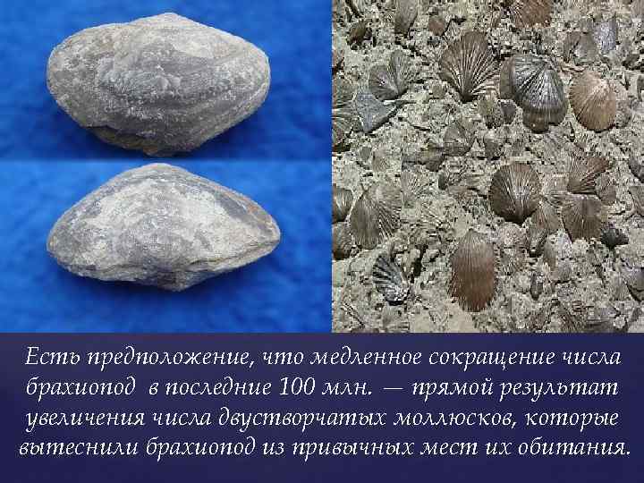 Есть предположение, что медленное сокращение числа брахиопод в последние 100 млн. — прямой результат