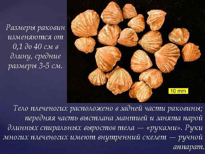 Размеры раковин изменяются от 0, 1 до 40 см в длину, средние размеры 3