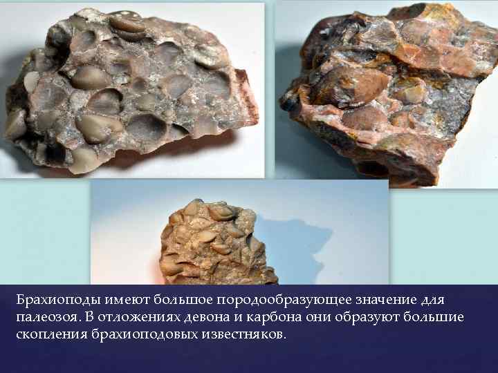 Брахиоподы имеют большое породообразующее значение для палеозоя. В отложениях девона и карбона они образуют