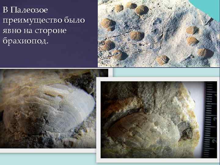 В Палеозое преимущество было явно на стороне брахиопод. 