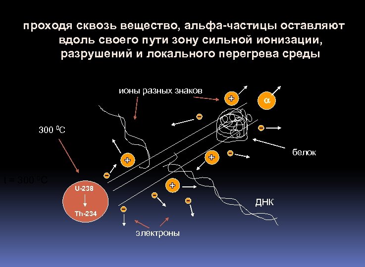проходя сквозь вещество, альфа-частицы оставляют вдоль своего пути зону сильной ионизации, разрушений и локального