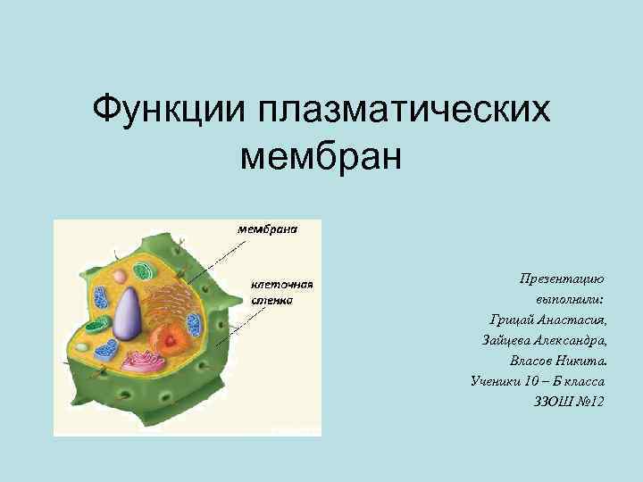 Функции плазматических мембран Презентацию выполнили: Грицай Анастасия, Зайцева Александра, Власов Никита. Ученики 10 –
