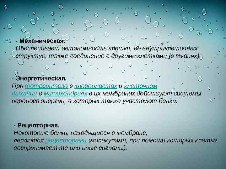 - Механическая. Обеспечивает автономность клетки, её внутриклеточных структур, также соединение с другими клетками (в
