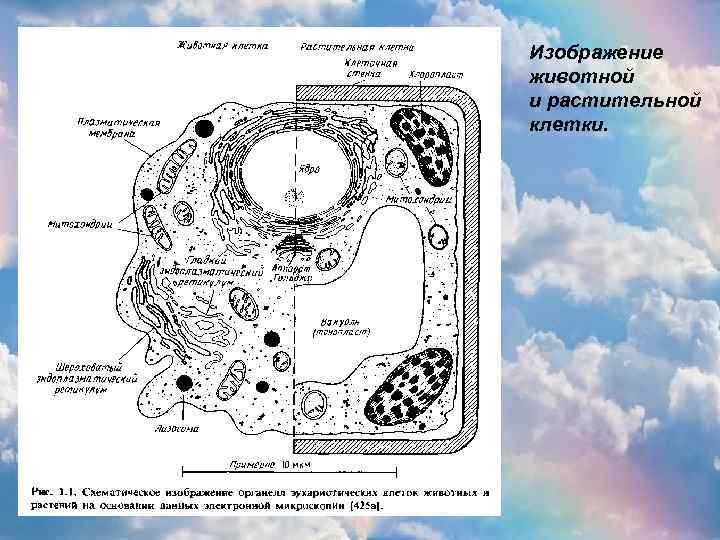 Изображение животной и растительной клетки. 