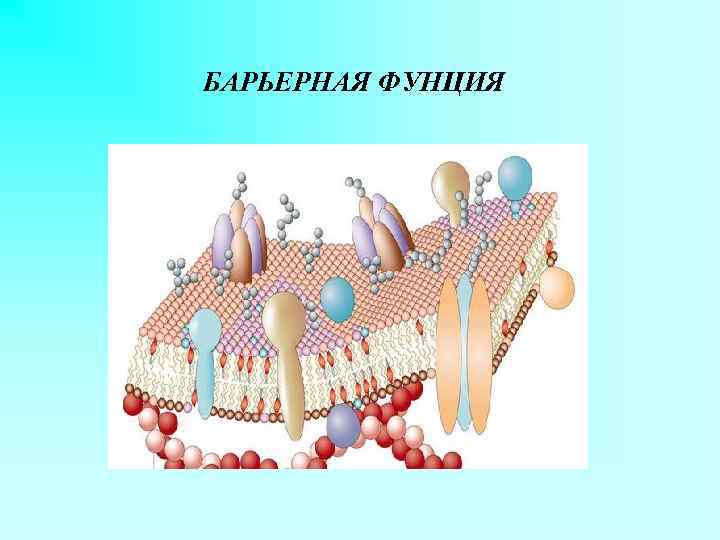 БАРЬЕРНАЯ ФУНЦИЯ 