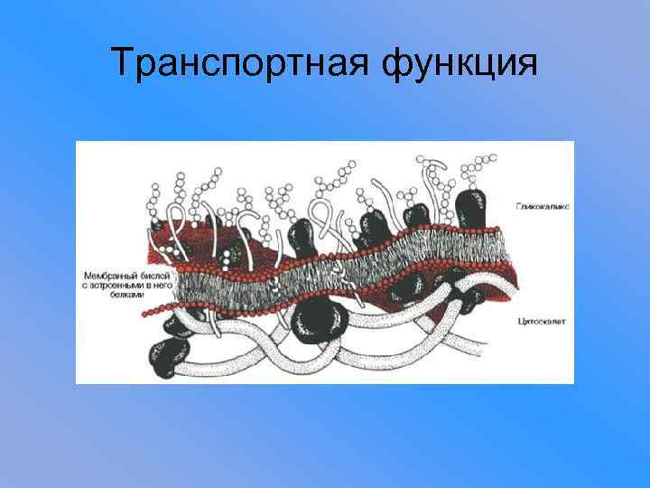 Транспортная функция 