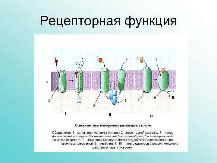 Рецепторная функция 