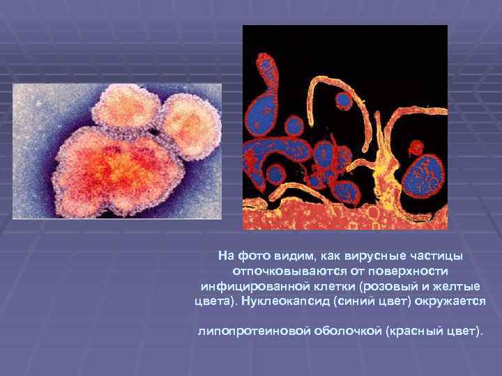 На фото видим, как вирусные частицы отпочковываются от поверхности инфицированной клетки (розовый и желтые