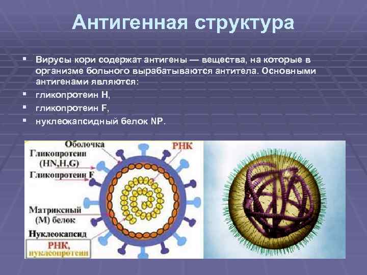 Антигенная структура § Вирусы кори содержат антигены — вещества, на которые в организме больного