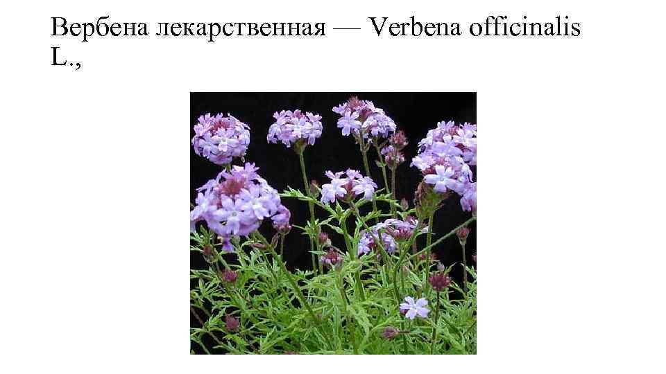 Вербена лекарственная — Verbena officinalis L. , 