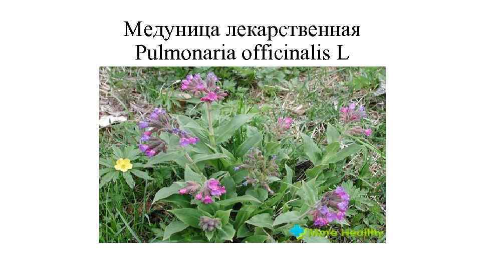 Медуница лекарственная Pulmonaria officinalis L 